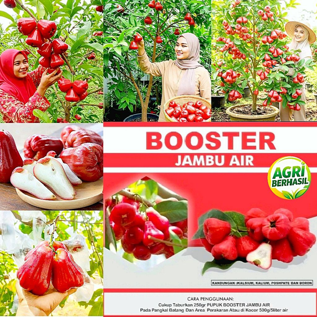 BISA COD Booster Buah Jambu Air Original Terlaris / Anti Rontok Buah Jambu Air / Perangsang Buah Jam