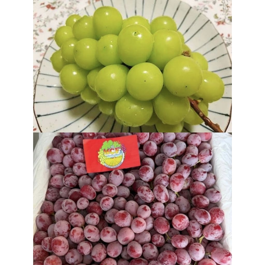 Buah Anggur Muscat, Anggur Aussie, anggur crimson tanpa biji, anggur autumn tanpa biji, buah instant