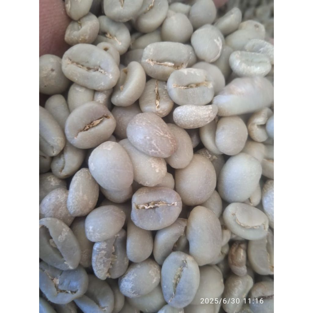 Greenbean Kopi Arabika Gayo