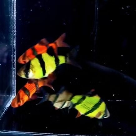 assesoris Sumatra tiger