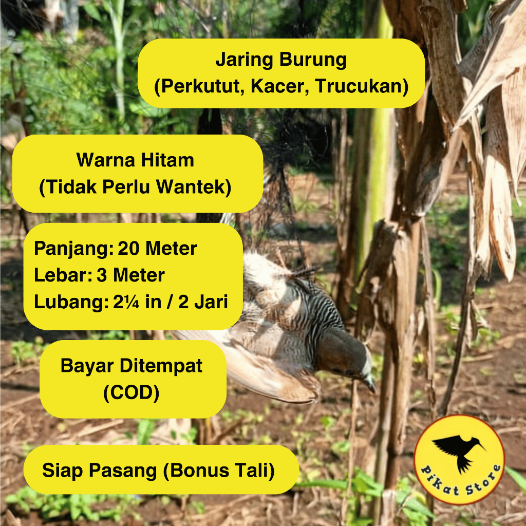 JARING BURUNG SAWAH GACOR JARING BURUNG. PERKUTUT JEBAKAN BURUNG