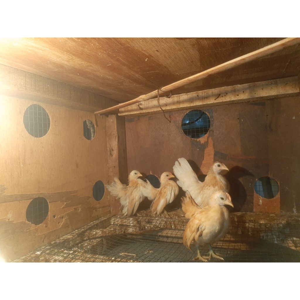 Ayam Serama