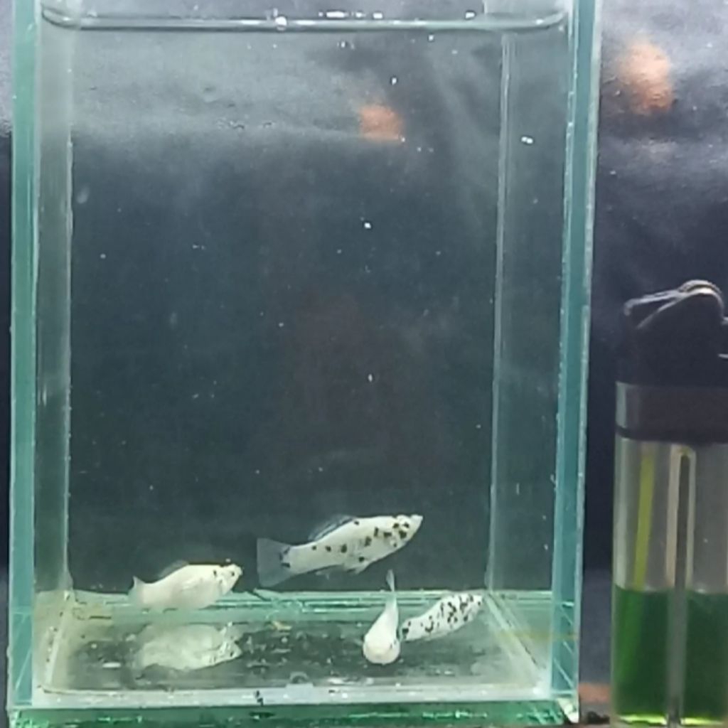Ikan Hias Molly Balon