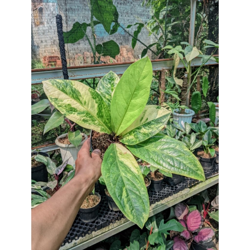 jemani varigata