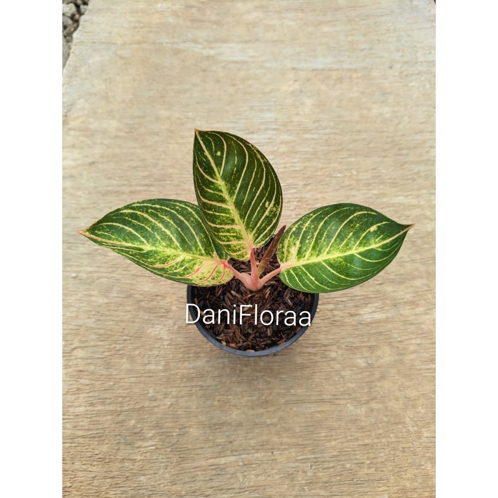 Aglaonema Ajisaka Serat Asal Anak Samping