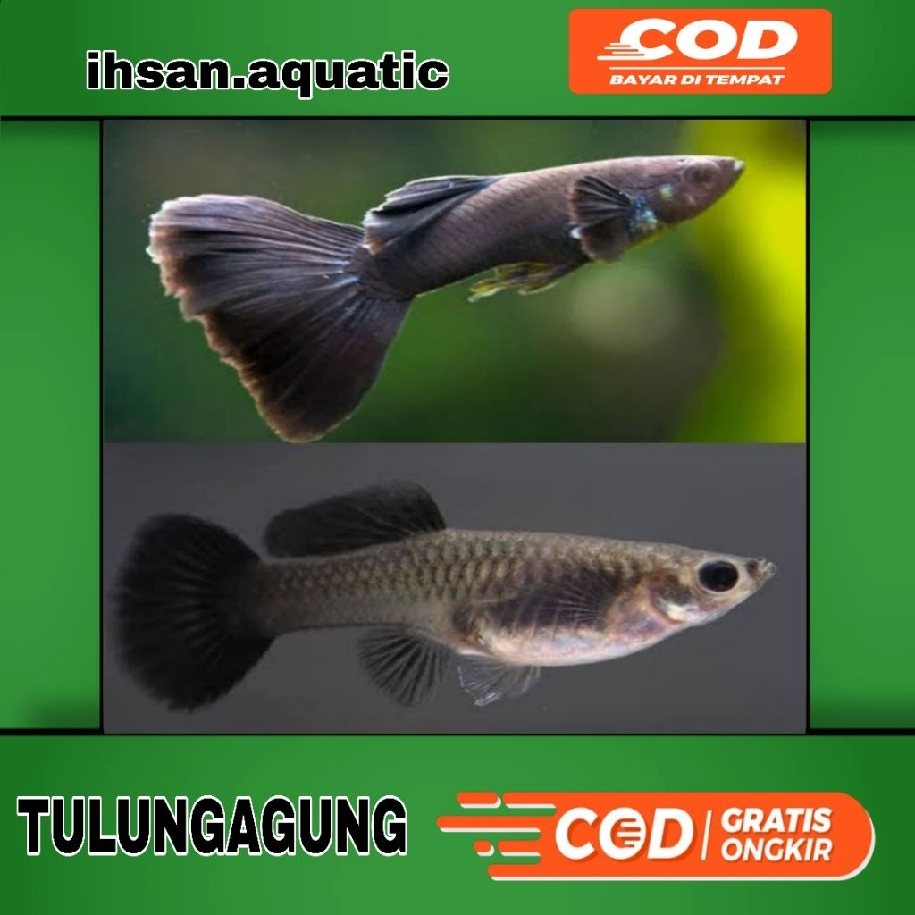 hiasan aquarium guppy black moscow sepasang siap kawin