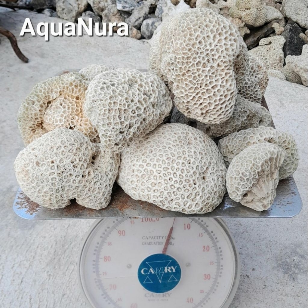 1karung karang laut karang kancing isi 5kilo aquascape kolam aquarium