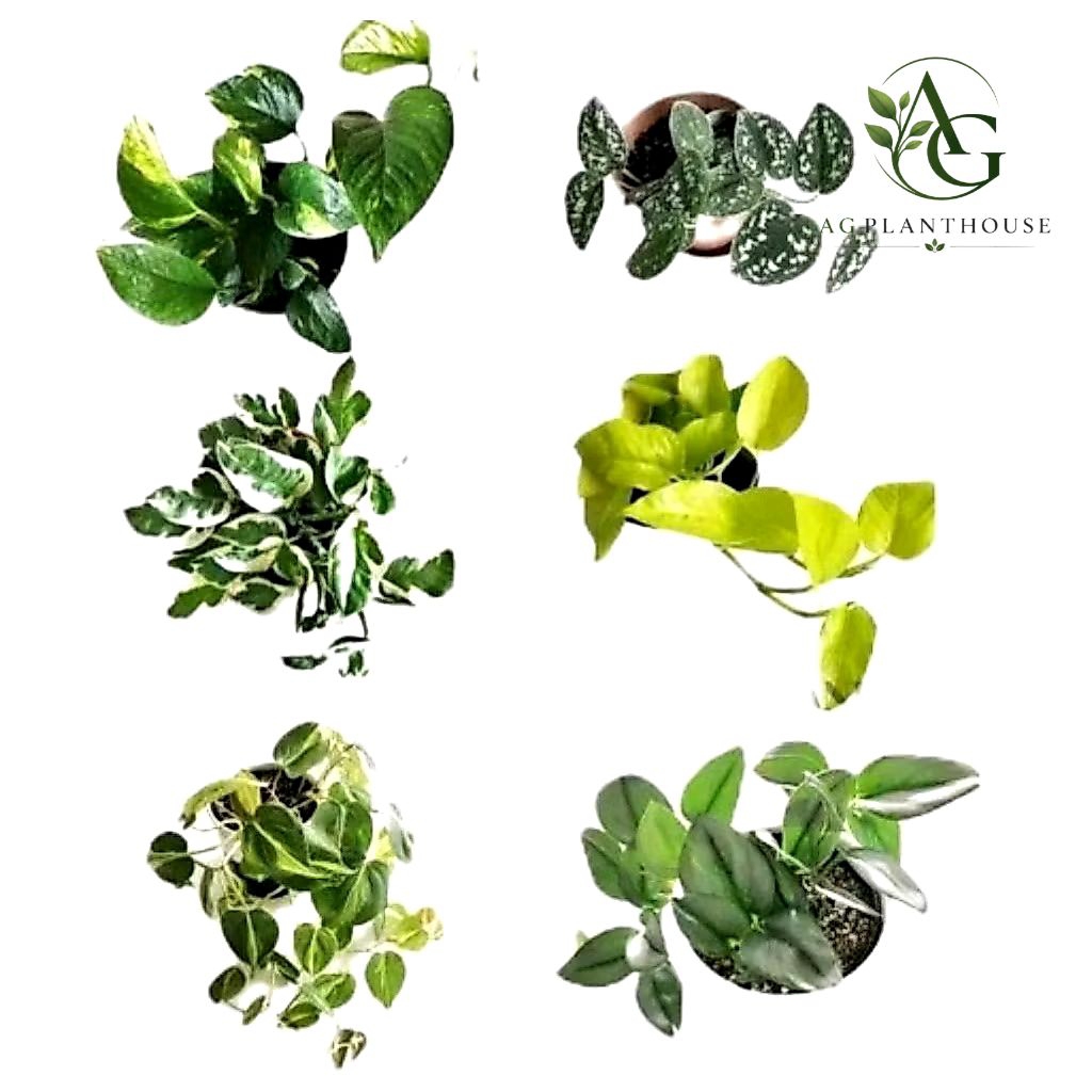 Paket 6 Tanaman Hias Srigading Merambat / Srigading Varigata / Srigading Lemon / Srigading Brazil / 