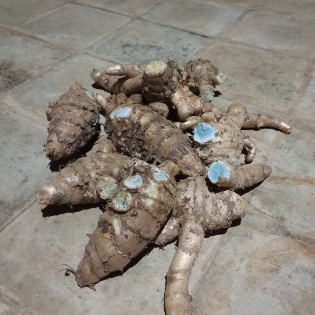 1 kg temu hitam segar dari galian