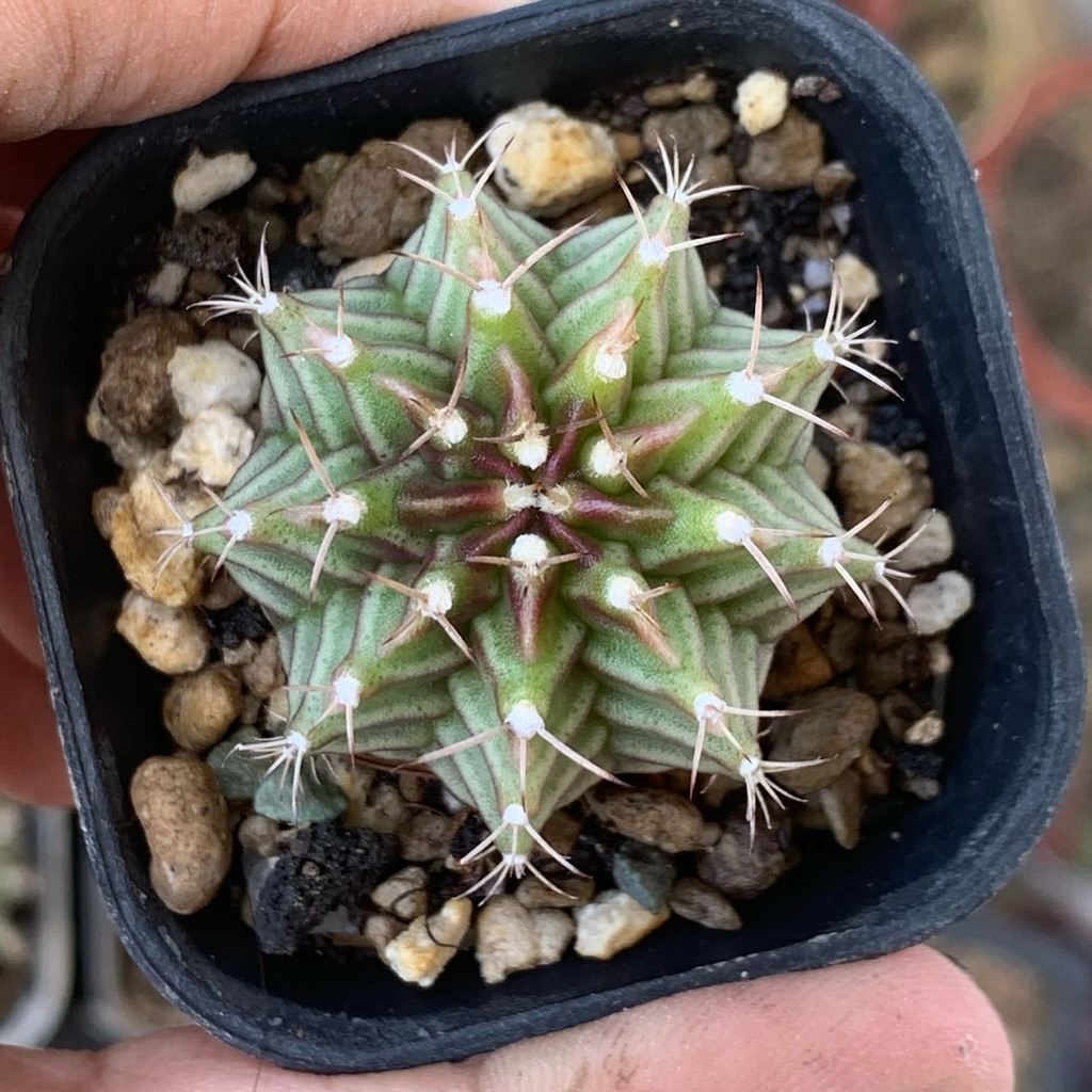 t03 gymnocalycium mihanovichii hybrid lb miha mihanovichi kaktus tanaman hias hidup gurun hadiah hob