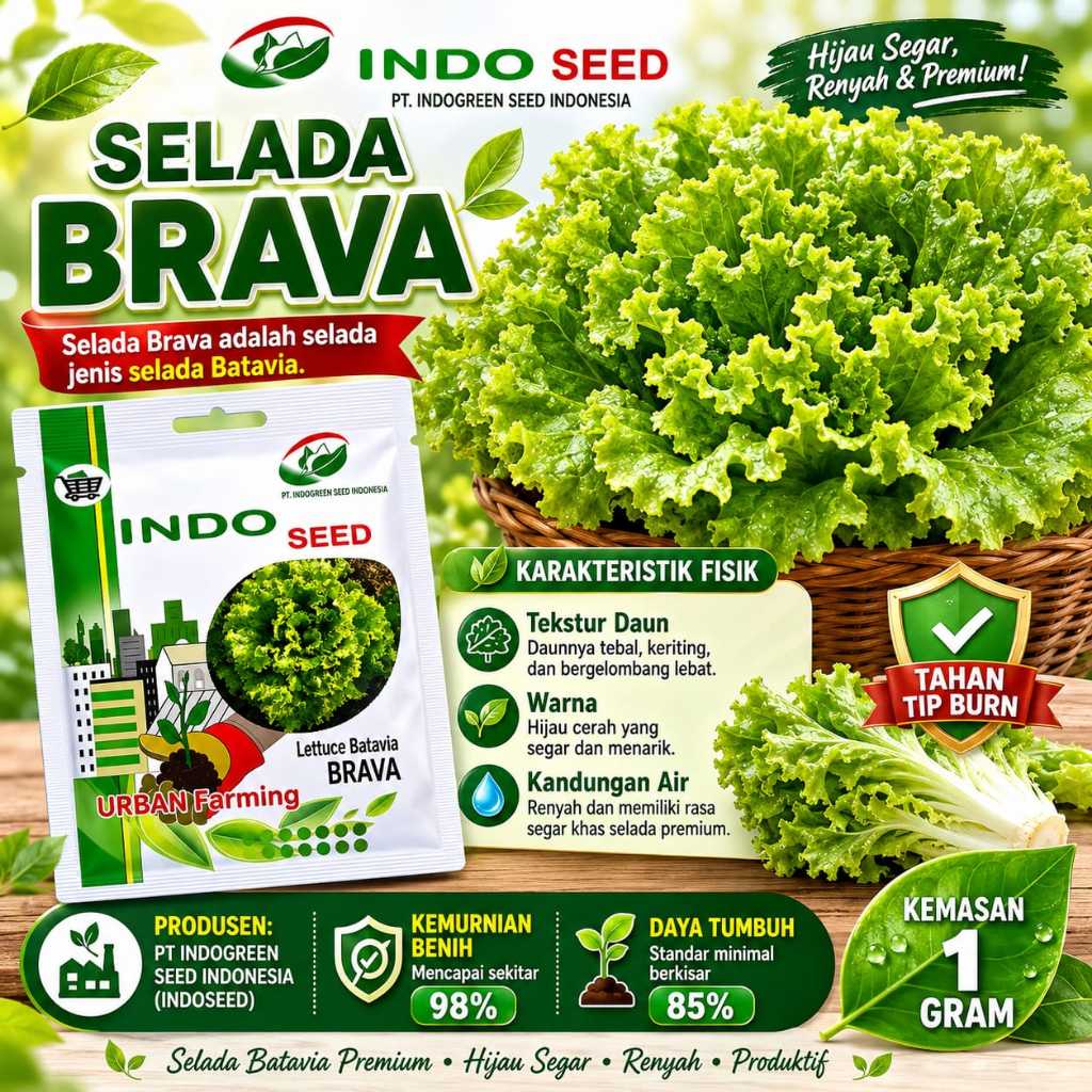 Benih Selada Brava 1gr selada batavia