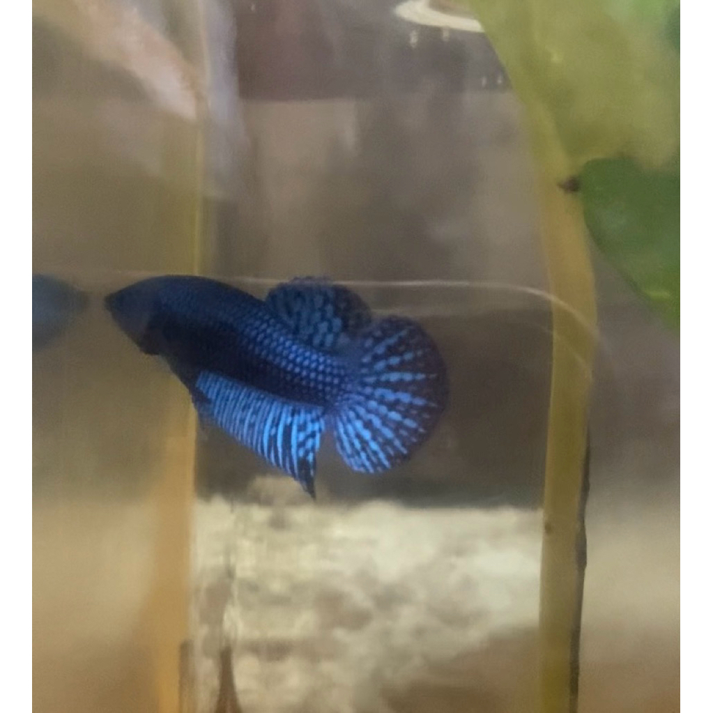 alien betta