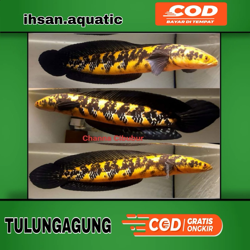 Ikan Hias Channa Maru YS - Warna Maru YS, Ukuran 8-10cm, Mental Kaca