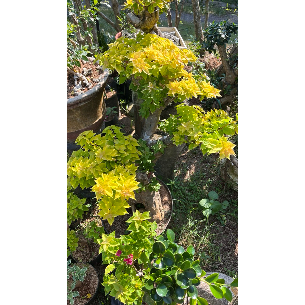 Bonsai Taman Bugenvil Jewel monilght reall