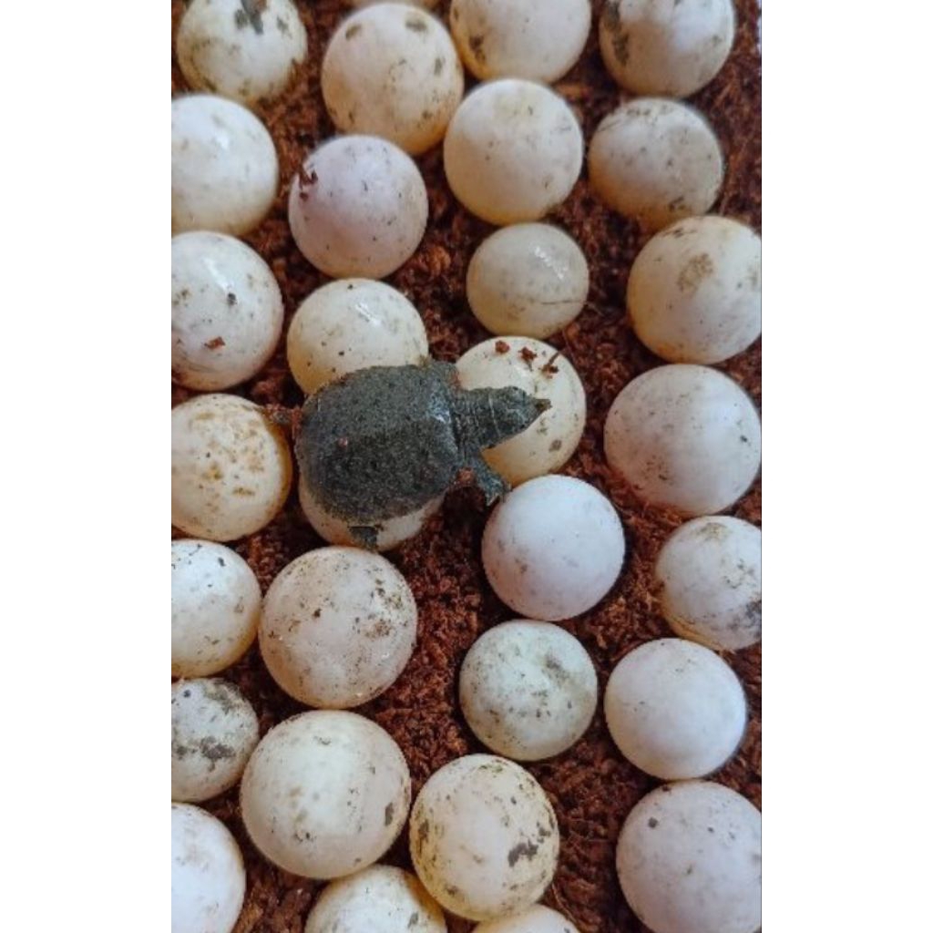 telur labi labi asli