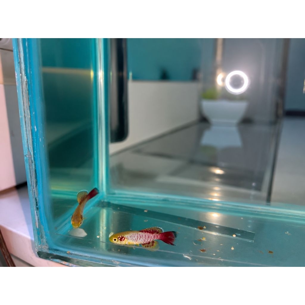 Guentheri Killifish