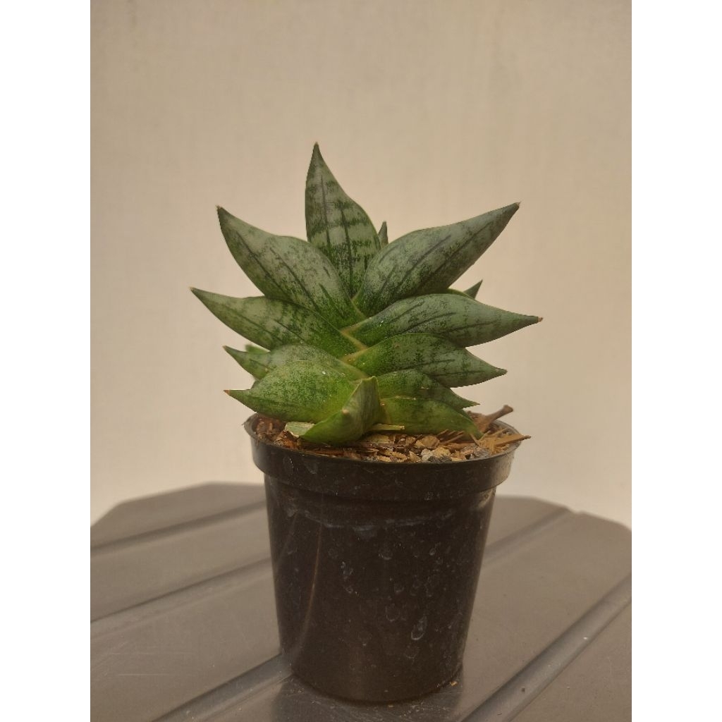 S. boncel "new clone"