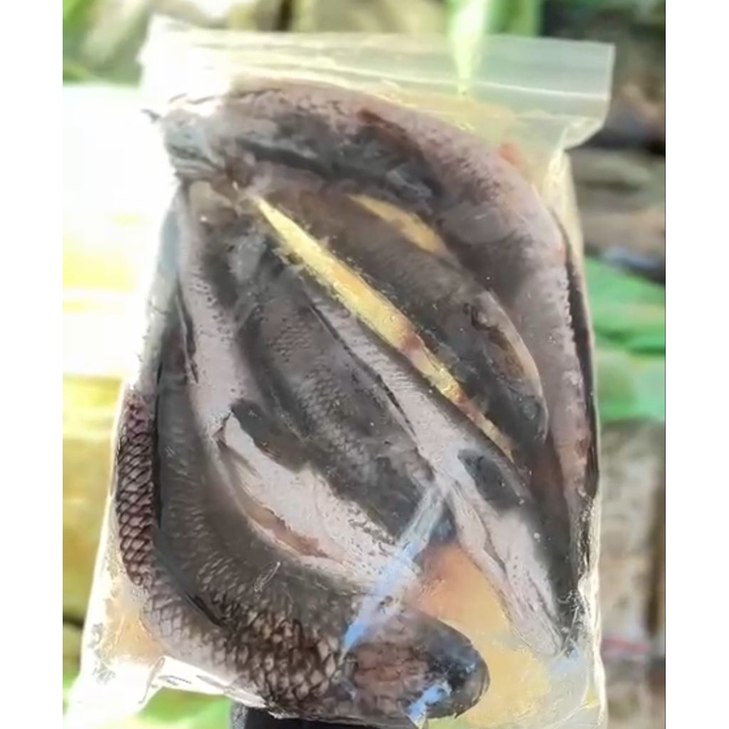 IKAN GABUS UTUH Frozen