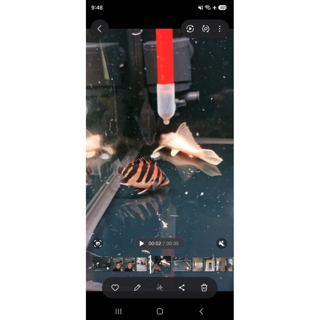 Ikan hias Datz Sumatra