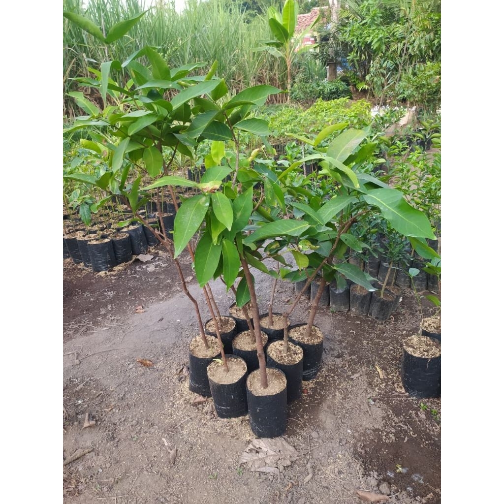 cangkok jambu air