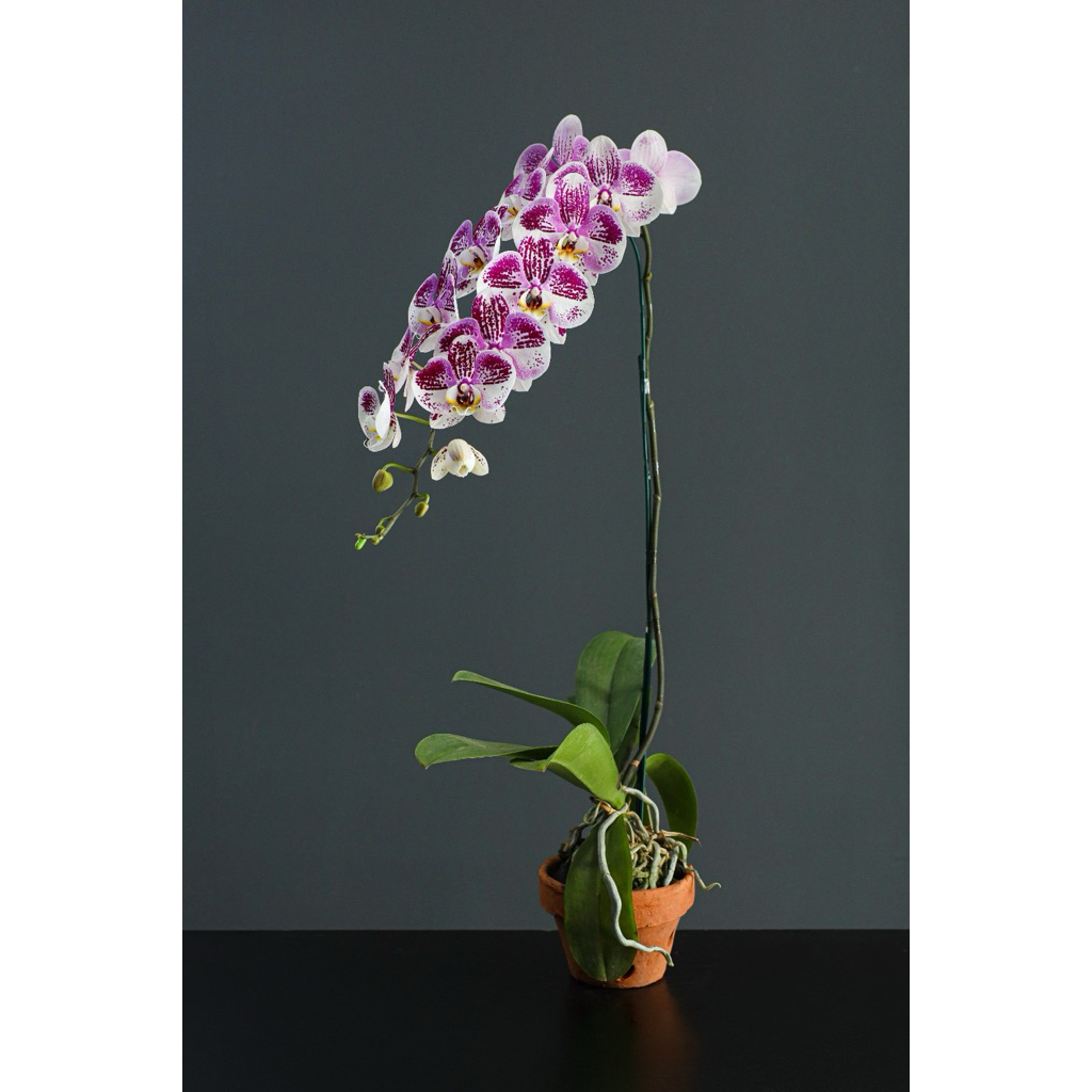 Anggrek Phalaenopsis Premium Variegata Variegata