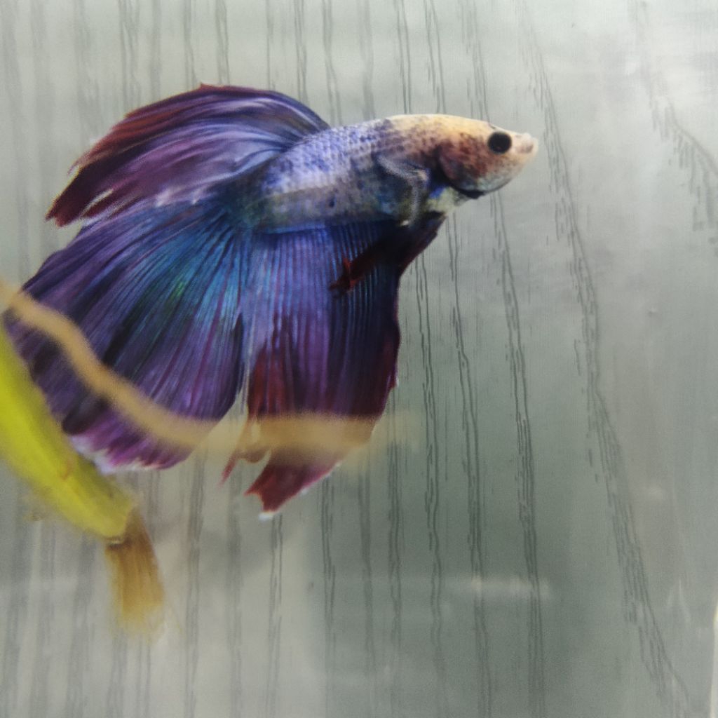 Cupang halfmoon fancy Dewasa jumbo realpict