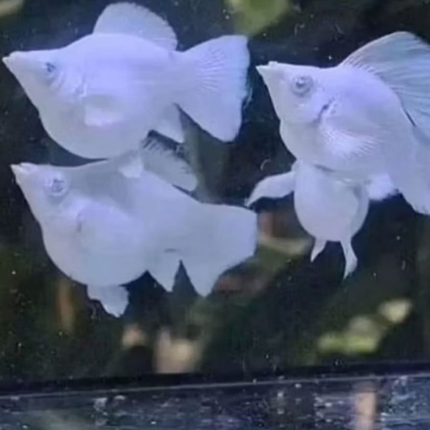Hiasan Aquarium - Molly Platinum Roundtail Crystal Eye