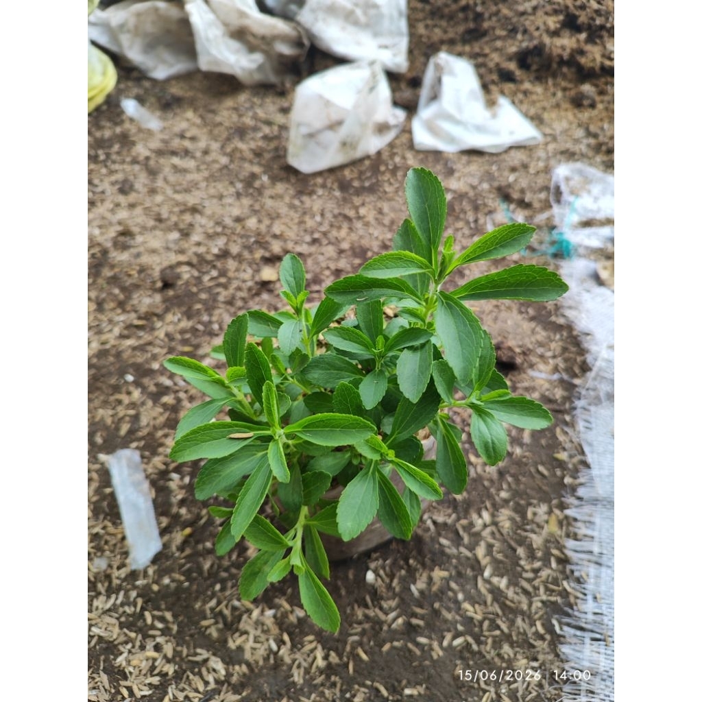 tanaman stevia pemanis buatan stepia