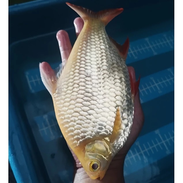 ikan kaviat kapiat albino platinum jumbo 3 4 5 jari ukuran jumbo 20cm UP tankmate megatank pemakan k