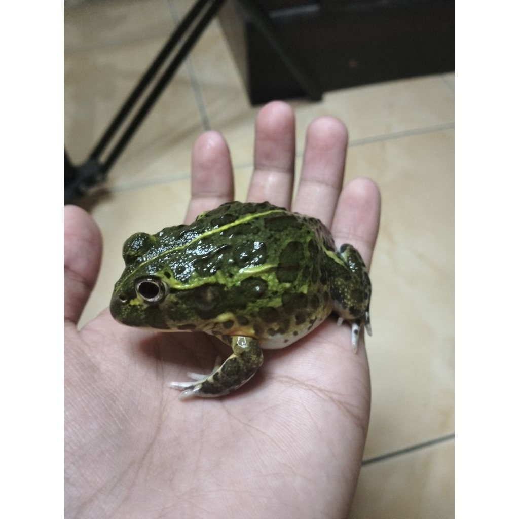 Pixie frog Juvenile