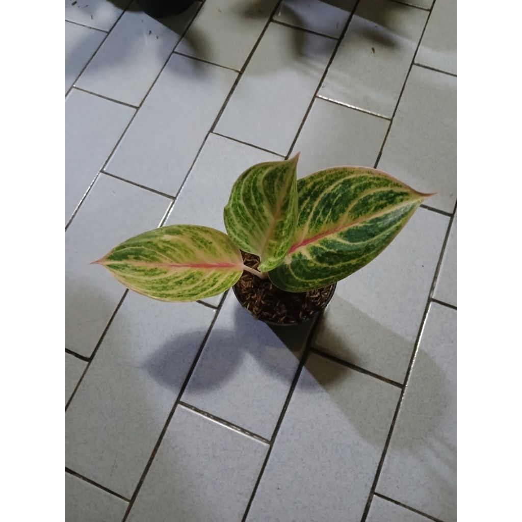 Aglaonema anakan mekarsari