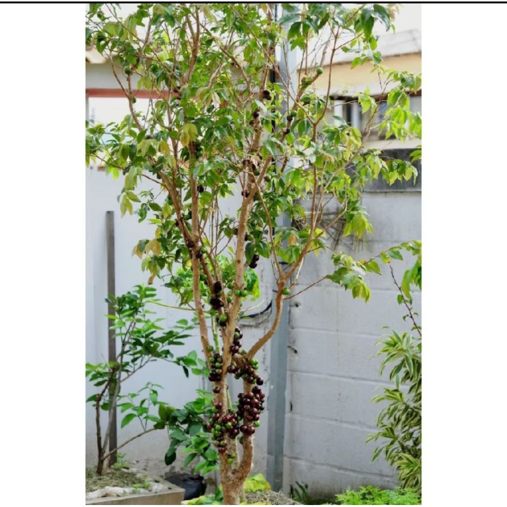 Bibit Anggur Brasil Jaboticaba 1,5 Meter Siap Berbuah (besar)