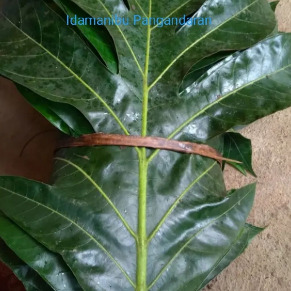 1kg daun sukun hijau segar herbal alami daun sukun hijau segar