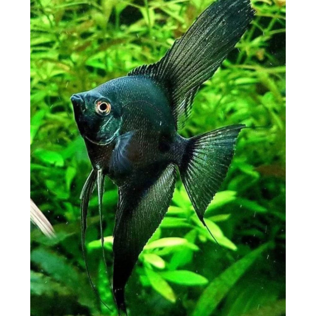 MANFISH BLACK GREEN AVATAR HIASAN AQUARIUM PAKET 10E