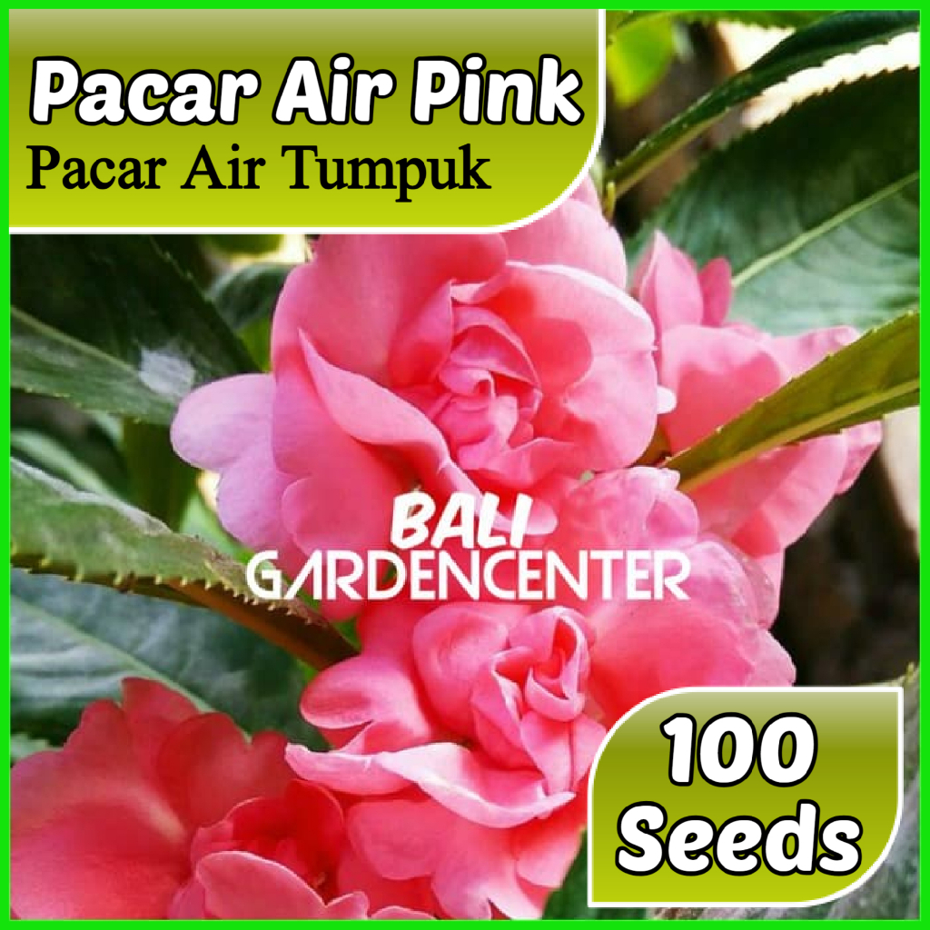 Isi 100 Benih Biji Bunga Pacar Air - Pacar Air Pink