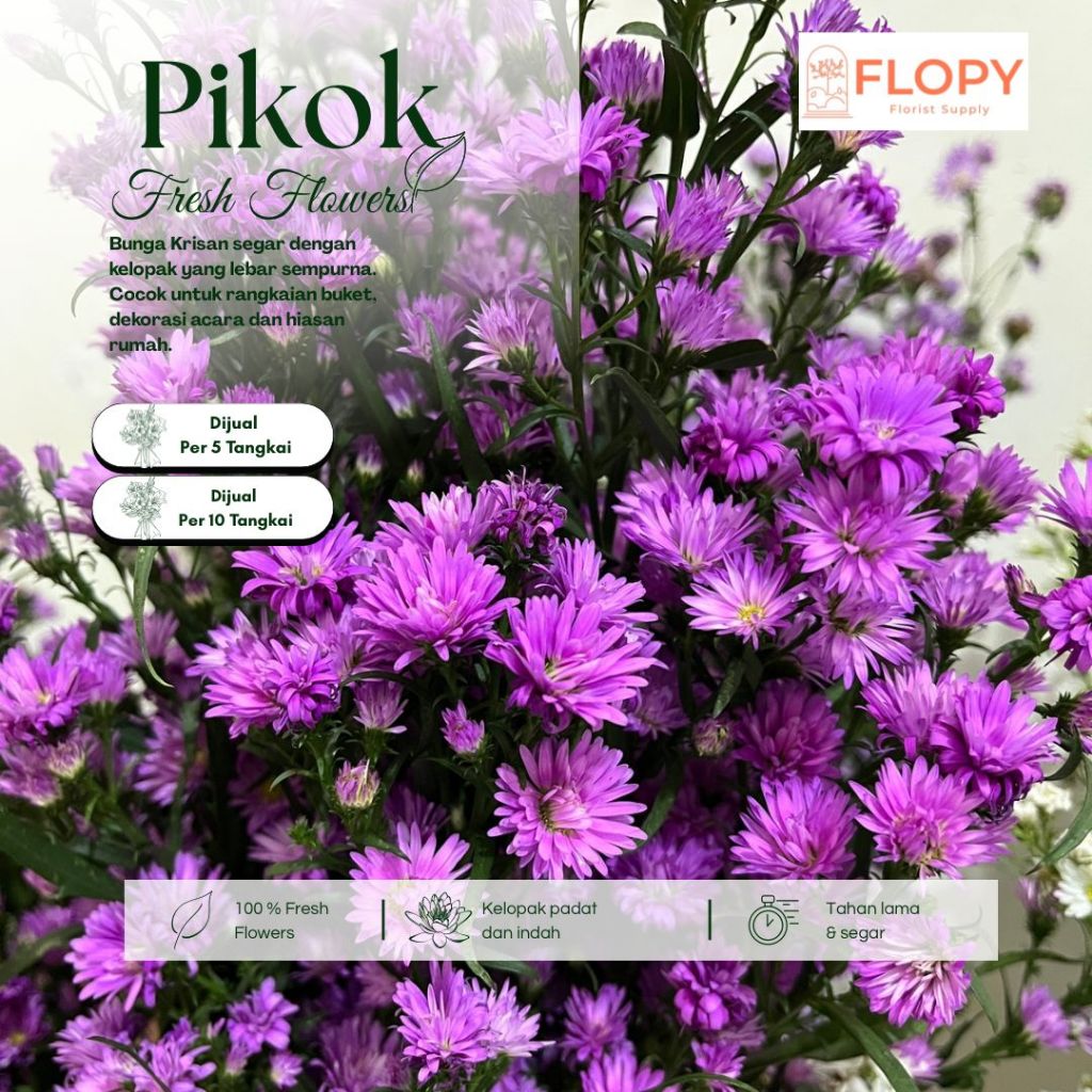 FLOPY - (5 Tangkai / 10 Tangkai) Bunga Segar / Fresh Flower Pikok / Bunga Segar Dekorasi