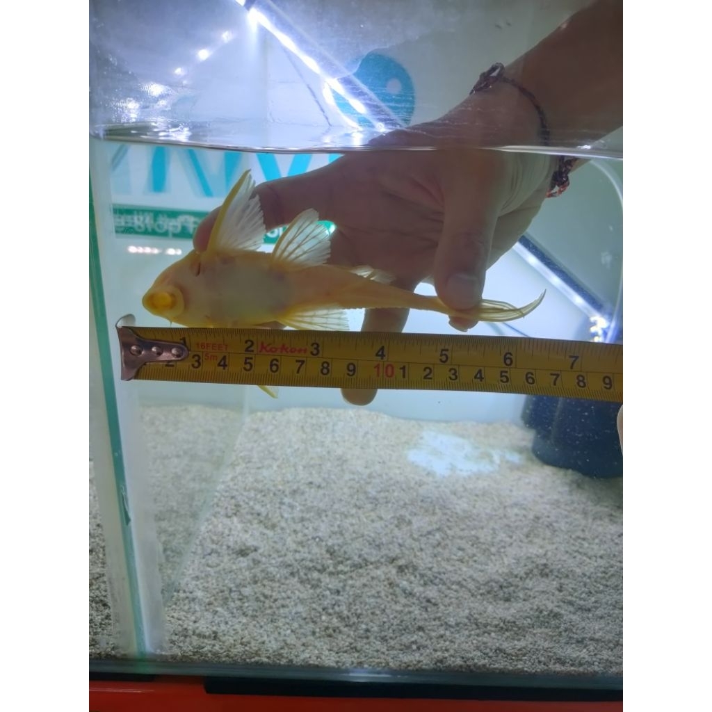 Ikan Sapu Kaca Gibbicep / sapu kaca mentega 15 cm up