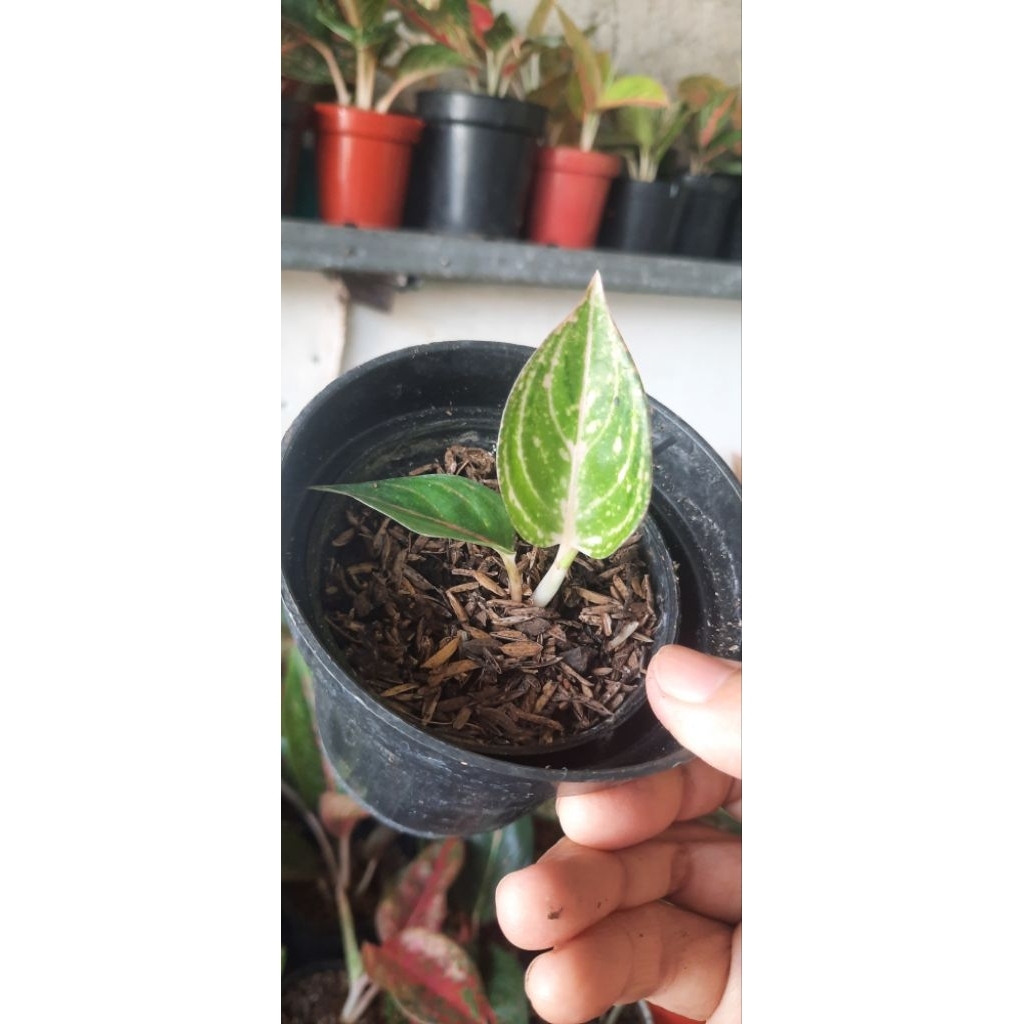 Aglonema Koleksi JT.3000