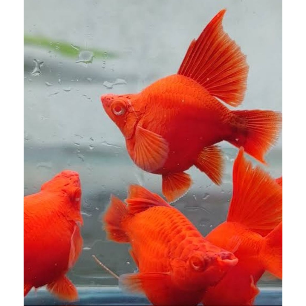 platy balon albino.bloodred (mata merah) jenis premium
