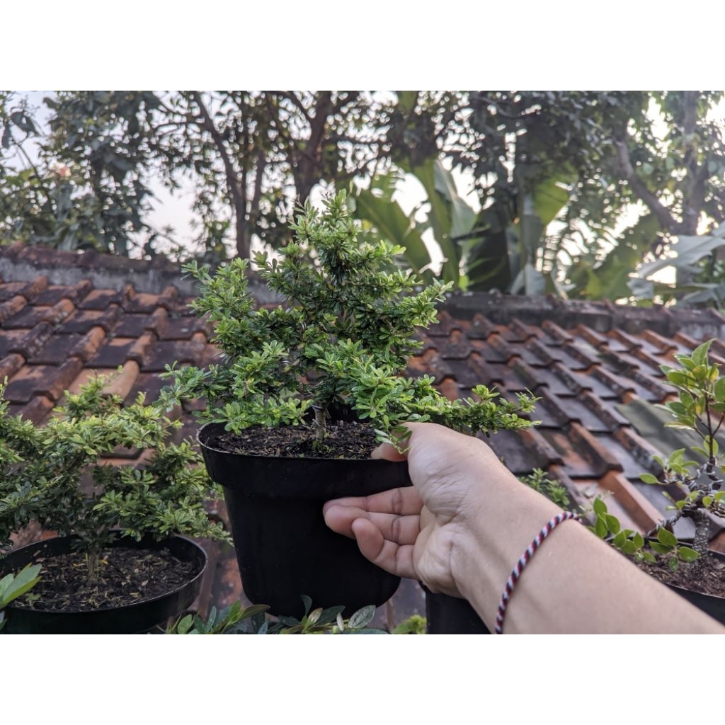 Bahan bonsai saeng simbur micro vietnam varigata