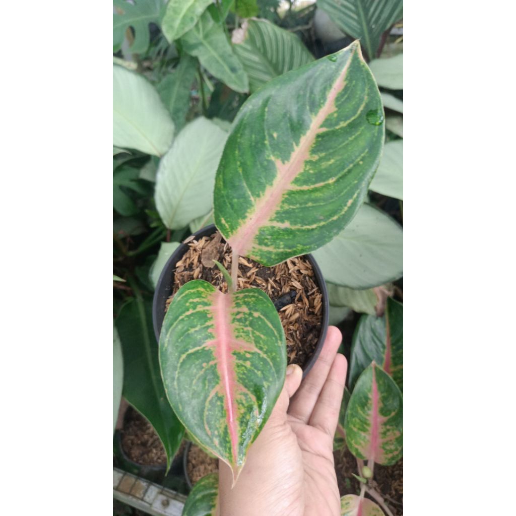 aglonema Jamila jackpot