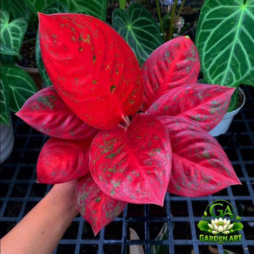 Aglonema Super Red Stardust - Tanaman Hias Aglonema Red Stardust - Aglonema Red Stardust