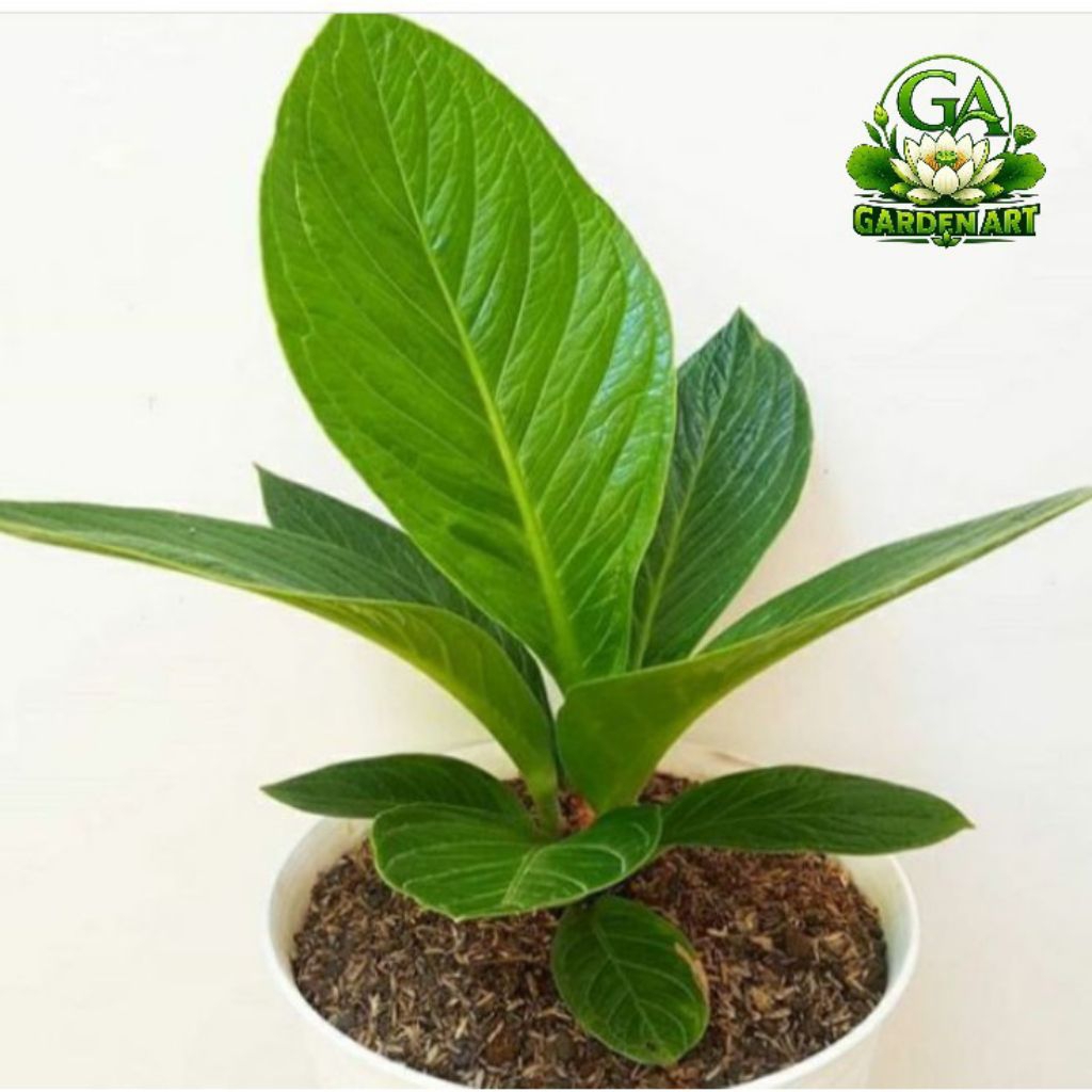 PROMO MURAH Anthurium Jemani Cobra - Tanaman Hias Anthurium Jemani Cobra - Jemani Cobra Termurah