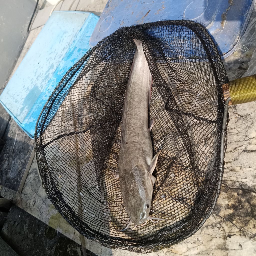 ikan lele segar ( hidup )