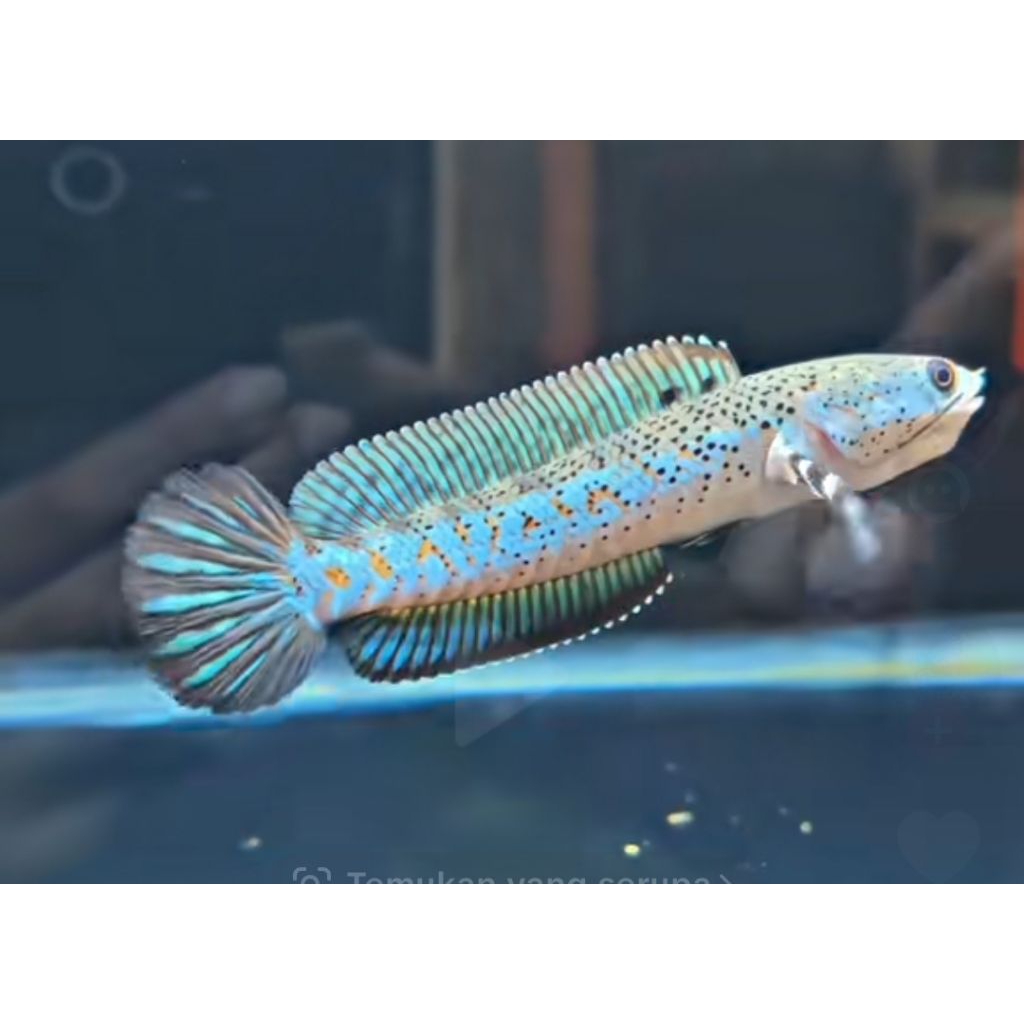 stiker blue pulchra 8-10cm kualitas