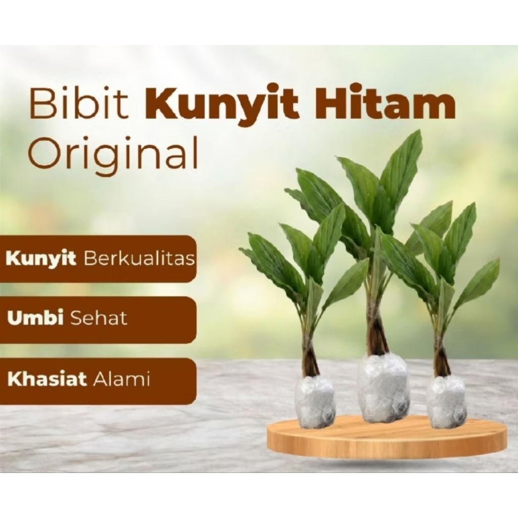 Bibit kunyit hitam India siap tanam, perbibit.