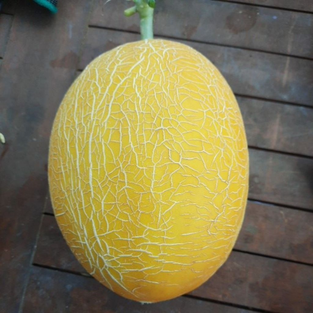 Melon Premium Sweet Lavender