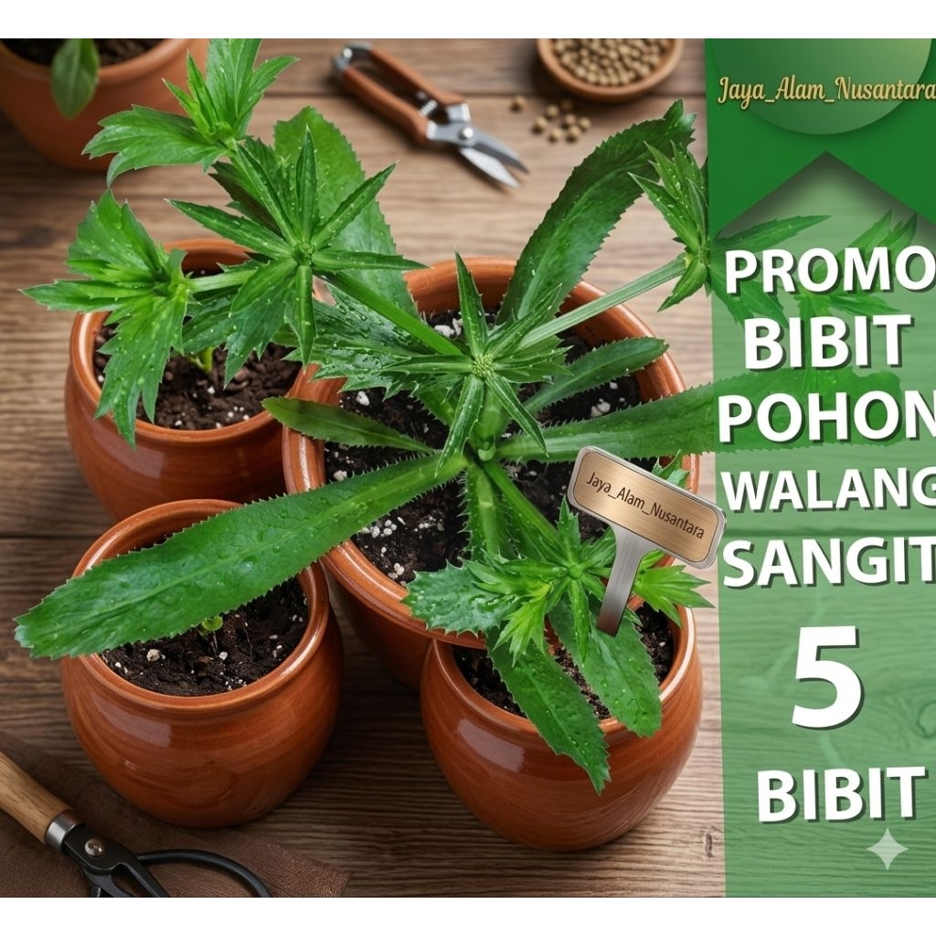 Daun Walang Sangit/Bibit Walang Sangit Per 5 pohon |