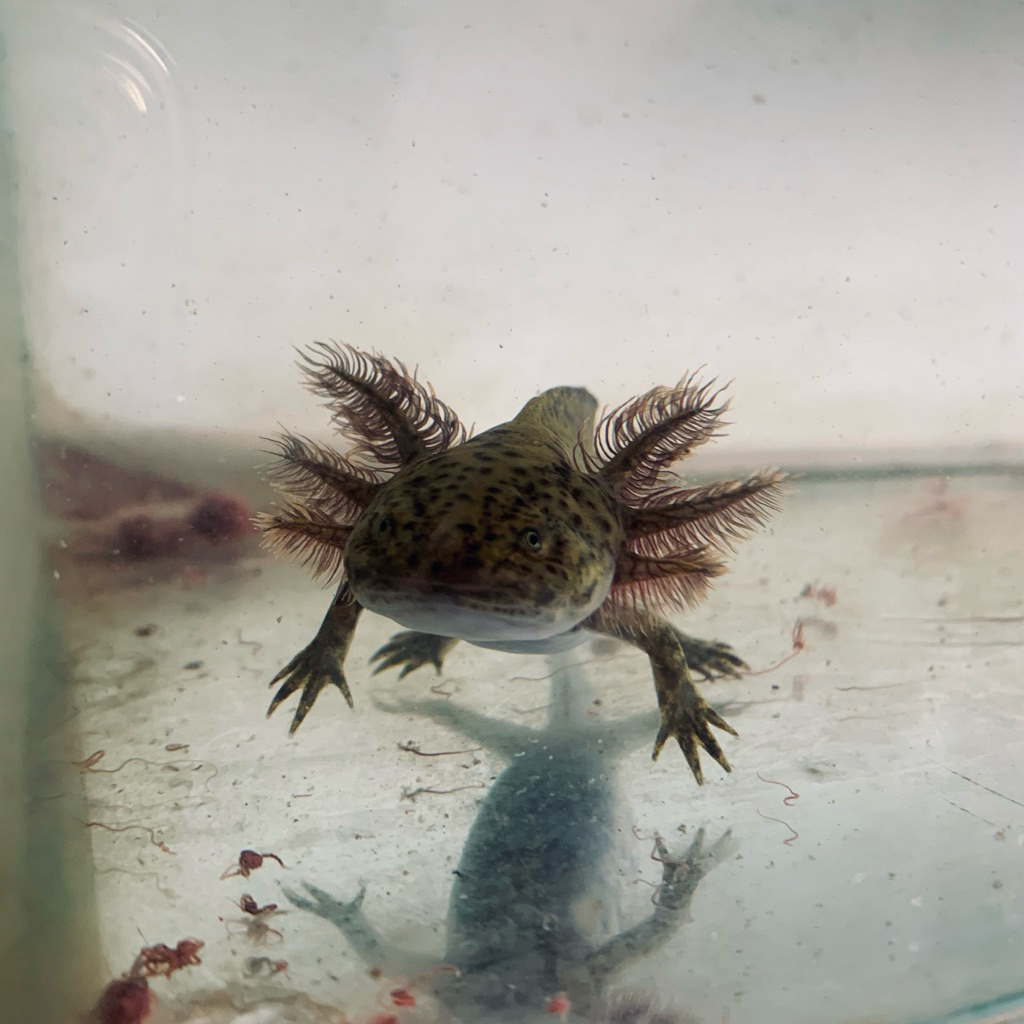 Axolotl marble 6-7 cm