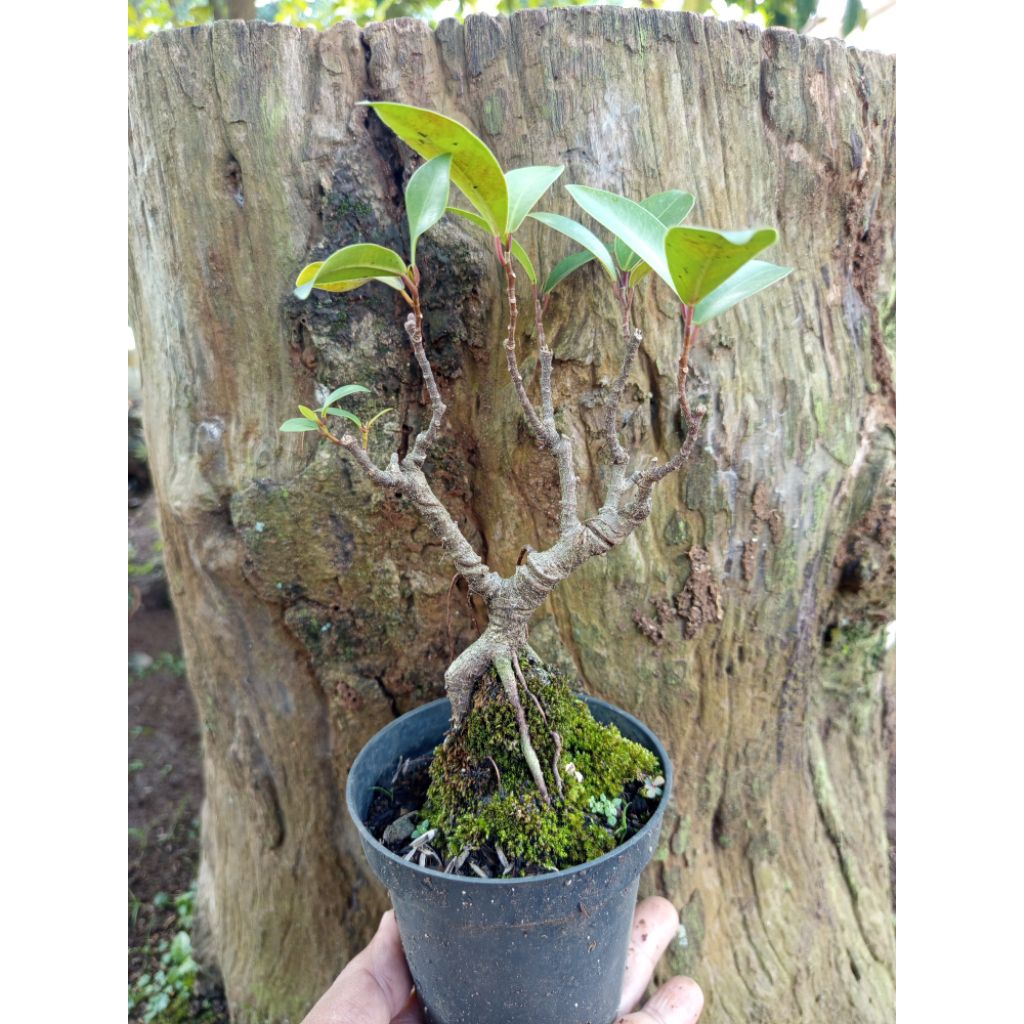 Bahan bonsai beringin iprik
